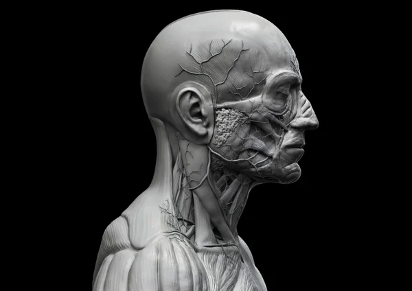 Ανθρώπινη ανατομία μυϊκή δομή — Φωτογραφία Αρχείου