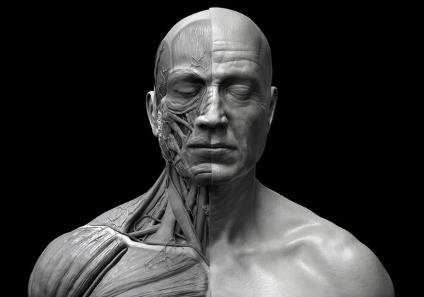 Мышечная структура анатомии человека
