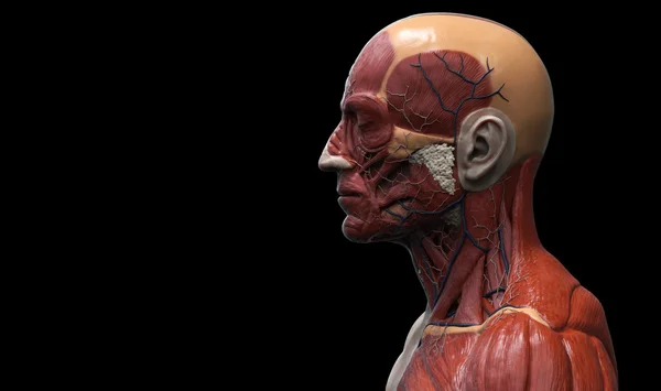 Menselijke anatomie van het gezicht, hals en borst — Stockfoto