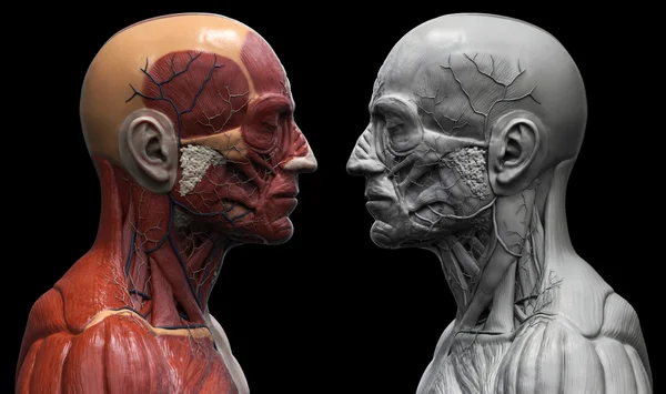 Anatomia umana del collo del viso e del torace — Foto Stock