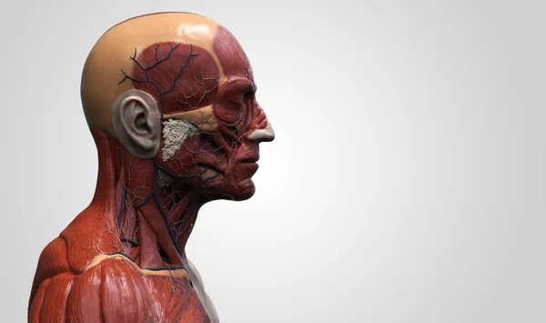 Lidské anatomie obličeje krku a hrudníku — Stock fotografie