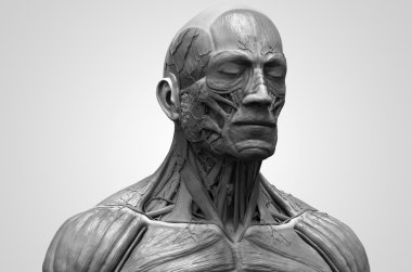 İnsan anatomisi baş 