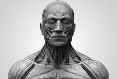 Yüz boyun ve göğüs insan anatomisi