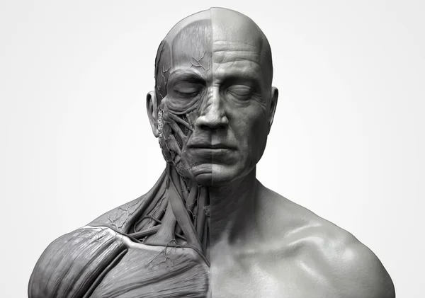 Anatomía humana de la cara cuello y pecho —  Fotos de Stock