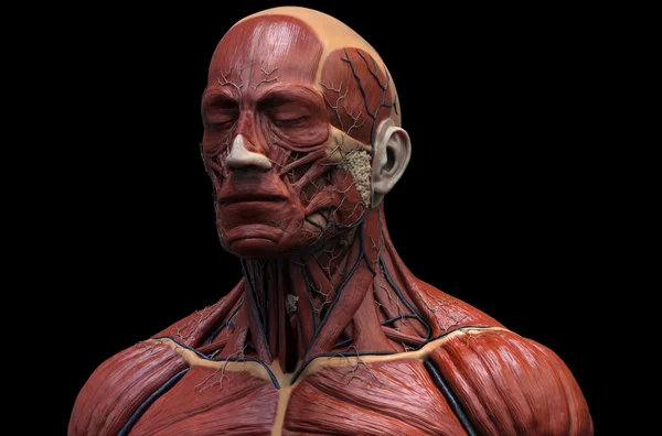 Menselijke anatomie van het hoofd — Stockfoto