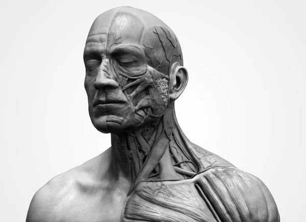 頭の人間の解剖学 — ストック写真