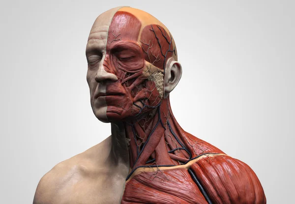 Menselijke anatomie van het gezicht, hals en borst — Stockfoto