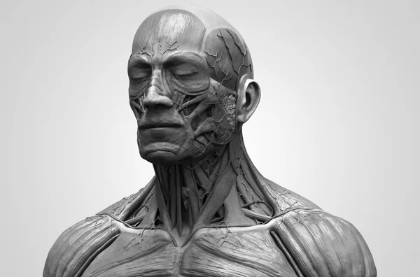 Anatomia humana do rosto pescoço e peito — Fotografia de Stock
