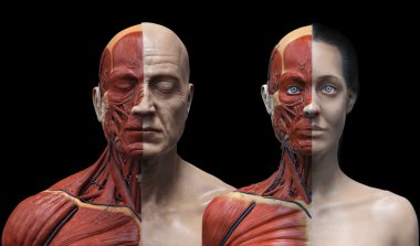 İnsan anatomisi arka plan, erkek ve kadın