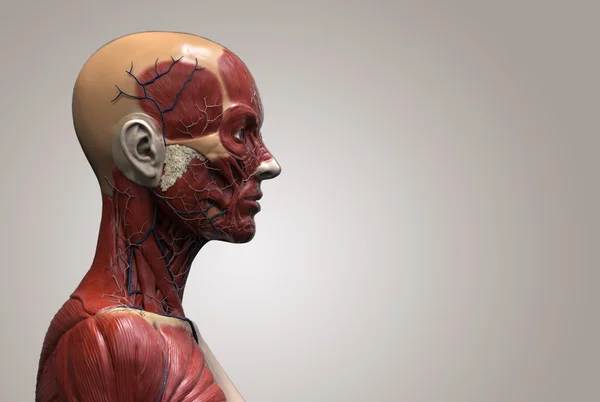Anatomia humana da mulher — Fotografia de Stock