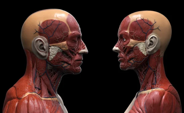 Людський анатомічний фон, чоловічий і жіночий — стокове фото