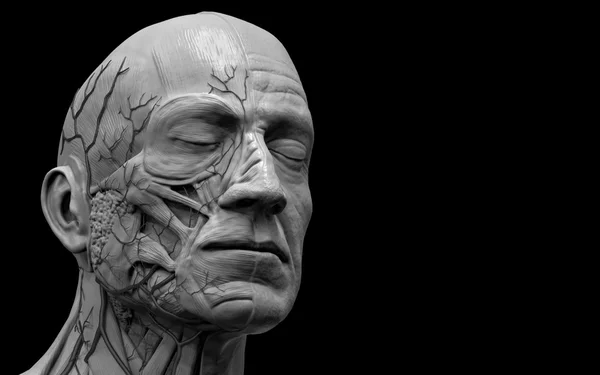 Menselijke anatomie-spier anatomie van het gezicht — Stockfoto