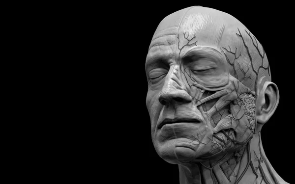 人間の解剖学 - 顔の筋肉解剖学 — ストック写真