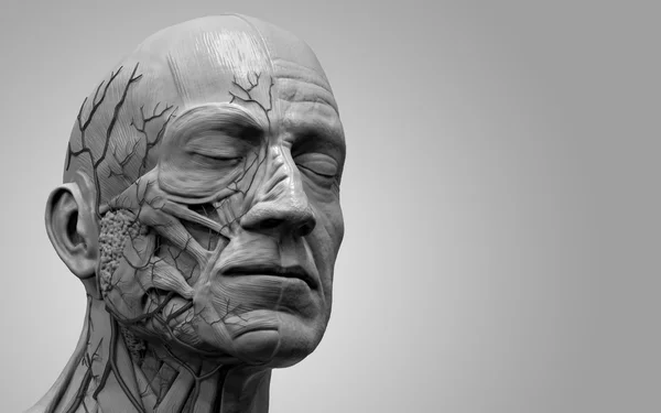 Menselijke anatomie-spier anatomie van het gezicht — Stockfoto
