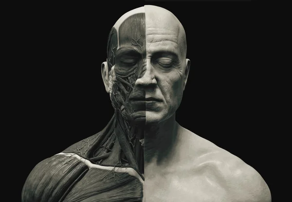 Menselijke anatomie van het gezicht, hals en borst — Gratis stockfoto