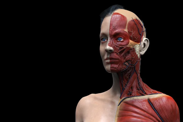一位女性的人体解剖模型 — 图库照片