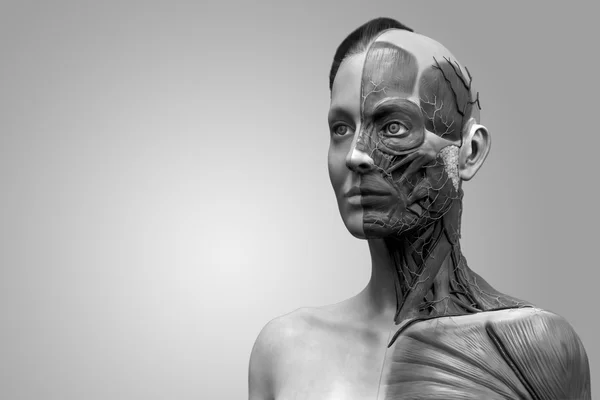 Anatomía humana de la mujer — Foto de Stock