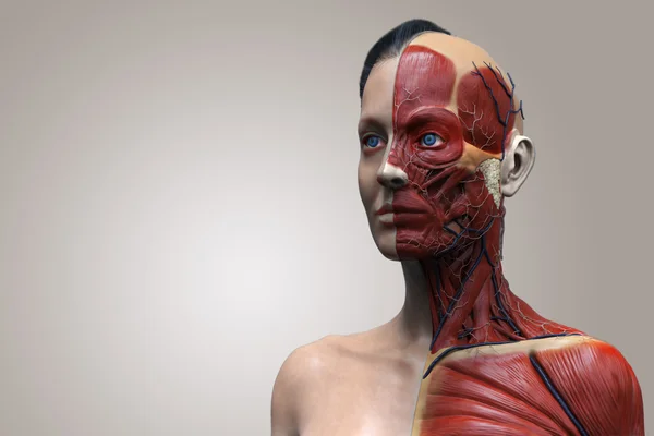 Menselijke anatomie model van een vrouw — Stockfoto