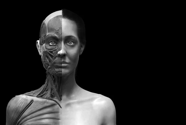 Человеческая анатомия женщины — стоковое изображение # ▶ Скачивайте картинки в хорошем качестве Человеческая анатомия женщины Стоковое Фото
