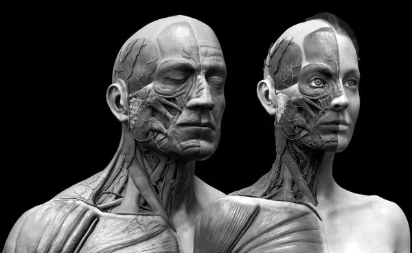 Anatomía humana de fondo, masculino y femenino — Foto de Stock