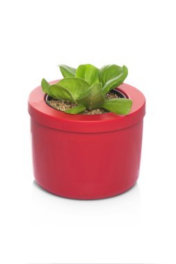 tencereye büyüyen marul