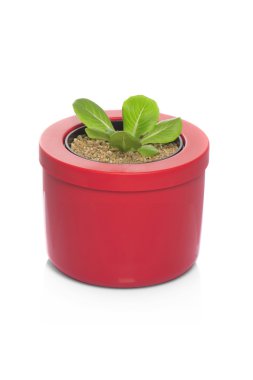 tencereye büyüyen marul