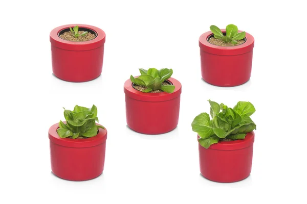 Lettuce growing in stages — Stock Photo, Image
