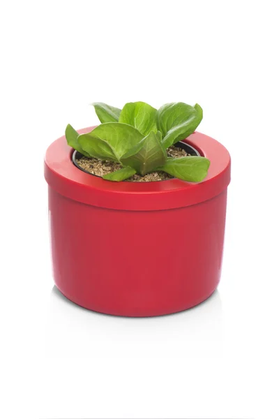 Lettuce growing in pot — Stock Photo, Image