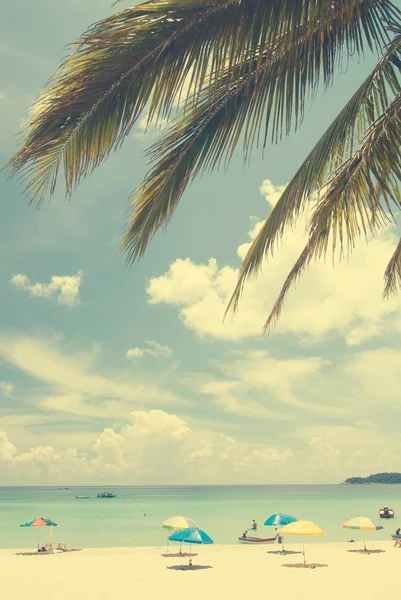 Spiaggia albero di cocco — Foto Stock