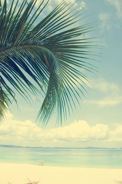 Beach coconut tree — Stock Photo, Image