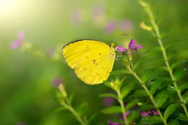 Butterfly with morning ray of light — Stock Photo, Image