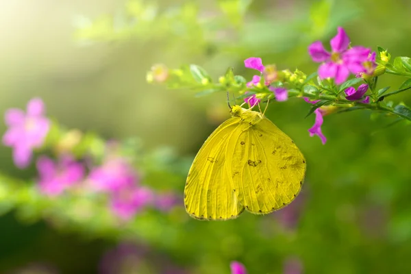 Butterfly with morning ray — Stock Photo, Image