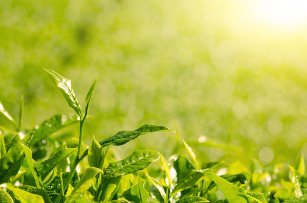 tea leaves in the morning