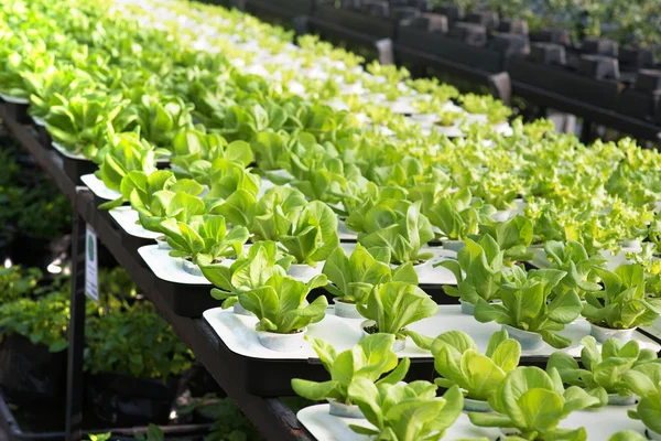 Lettuce farm — Stock Photo, Image