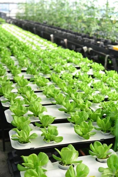 Lettuce farm — Stock Photo, Image