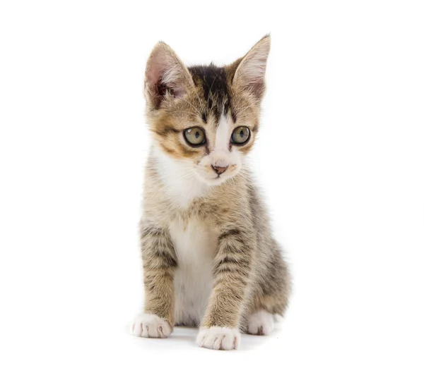 Beautiful cute Kitten — Stock Photo, Image