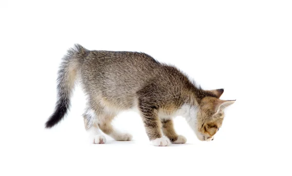 Güzel şirin yavru kedi — Stok fotoğraf