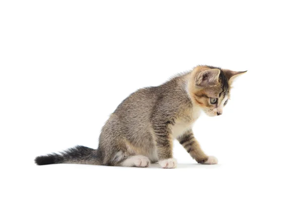 Bello carino gattino — Foto Stock