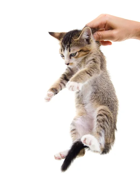 Gatinho sentado em uma palma . — Fotografia de Stock