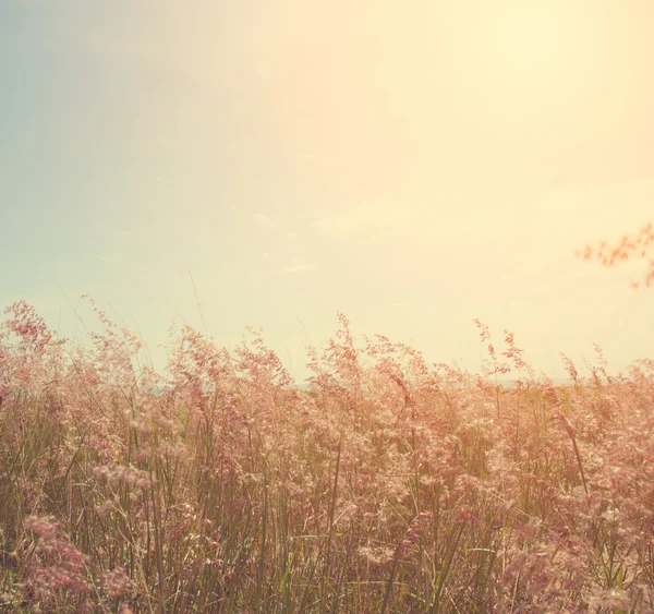 Wild grass in vintage tone — Stock Photo, Image