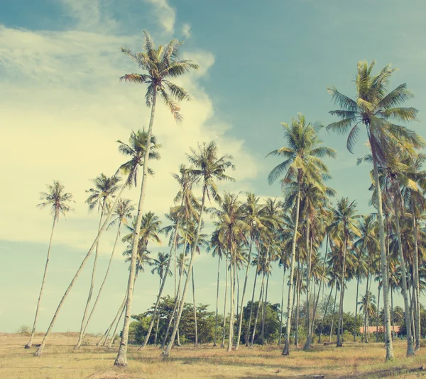Vintage coconut palm trees — Stock Photo, Image
