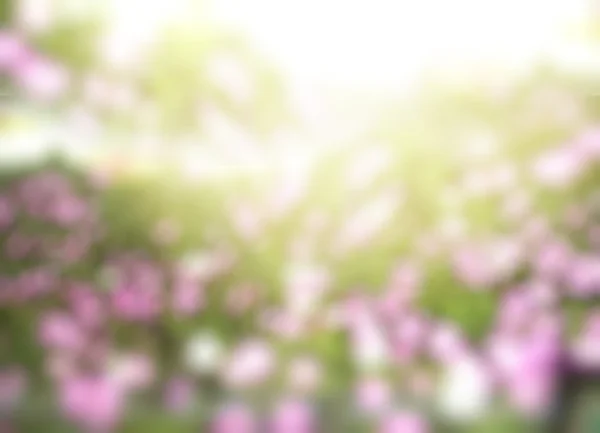 Vackra blommor i solsken bokeh — Stockfoto