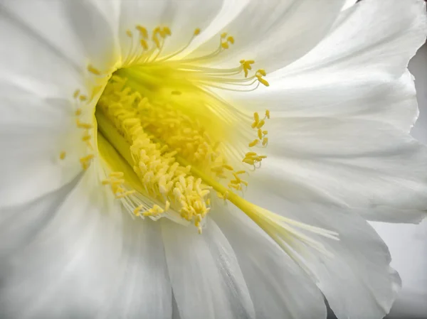 Кактус квітка макросу — стокове фото