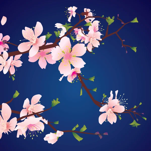 Pink cherry blossom — Stock Photo, Image