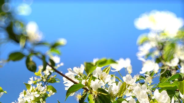 桃花分公司 — 图库照片