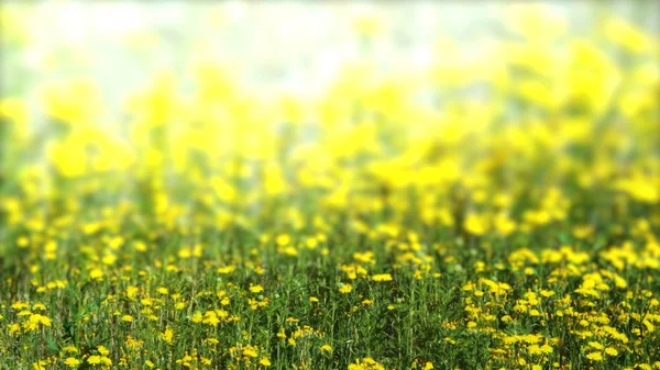 Fiori selvatici gialli — Foto Stock