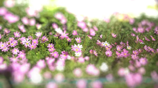 Kozmos çiçekleri — Stok fotoğraf