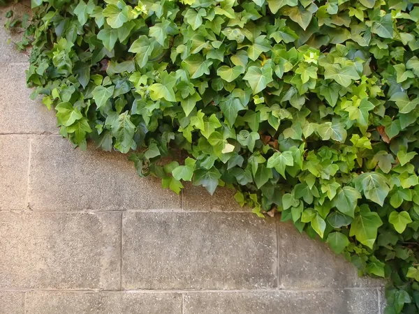 Ziegelmauer in Barcelona — Stockfoto