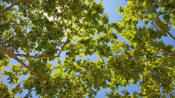 Träd på blå himmel — Stockfoto