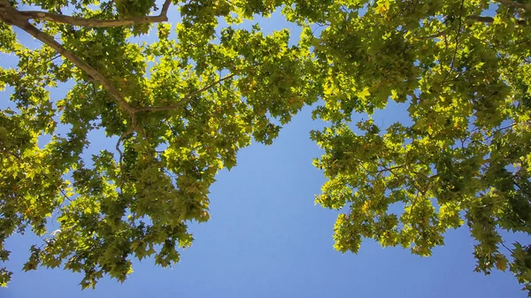 Strom na modré obloze — Stock fotografie